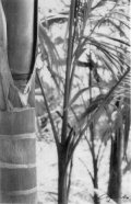 Albero di bambù nella Flower Forest